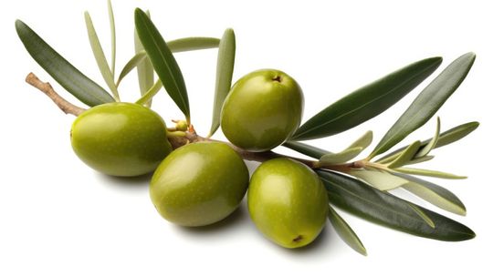 aceitunas oliva